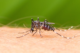 Mosquito on skin